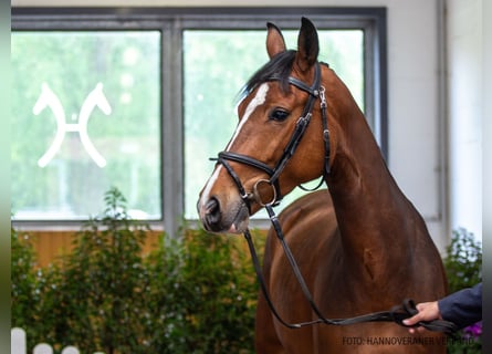 Hannoveraan, Merrie, 4 Jaar, 164 cm, Bruin