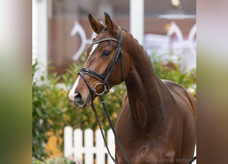 Hannoveraan, Merrie, 4 Jaar, 164 cm, Donkerbruin