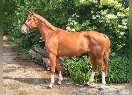 Hannoveraan, Merrie, 4 Jaar, 164 cm, Vos