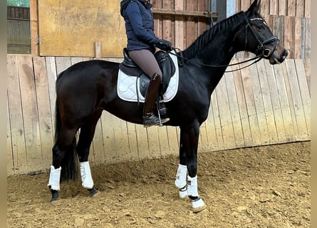 Hannoveraan, Merrie, 4 Jaar, 165 cm, Donkerbruin