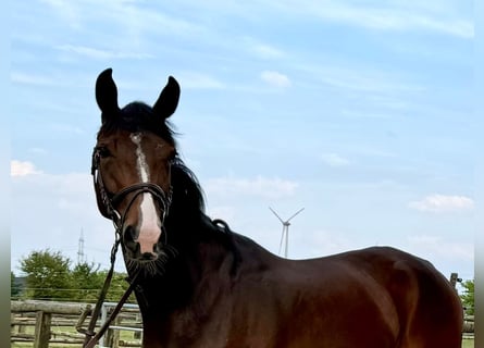 Hannoveraan, Merrie, 4 Jaar, 165 cm, Donkerbruin