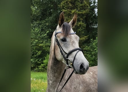Hannoveraan, Merrie, 4 Jaar, 165 cm, Rood schimmel