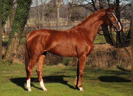 Hannoveraan, Merrie, 4 Jaar, 165 cm, Vos