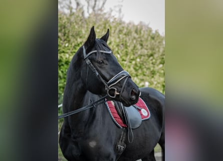 Hannoveraan, Merrie, 4 Jaar, 165 cm, Zwart