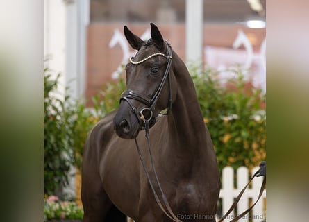 Hannoveraan, Merrie, 4 Jaar, 165 cm, Zwart