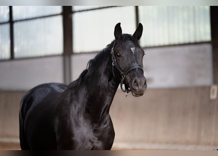 Hannoveraan, Merrie, 4 Jaar, 165 cm, Zwart