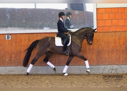 Hannoveraan, Merrie, 4 Jaar, 166 cm, Bruin