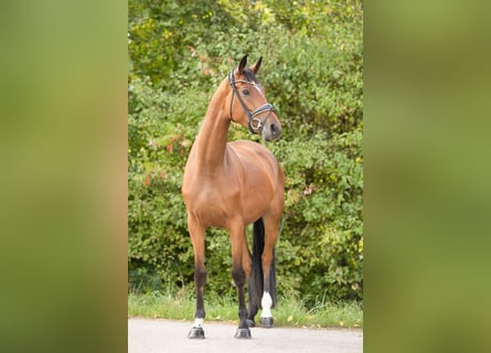 Hannoveraan, Merrie, 4 Jaar, 166 cm, Bruin