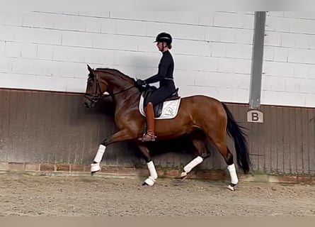 Hannoveraan, Merrie, 4 Jaar, 166 cm, Bruin