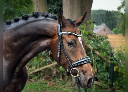 Hannoveraan, Merrie, 4 Jaar, 166 cm, Donkerbruin