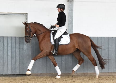 Hannoveraan, Merrie, 4 Jaar, 166 cm, Donkere-vos