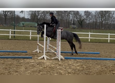 Hannoveraan, Merrie, 4 Jaar, 166 cm, Schimmel