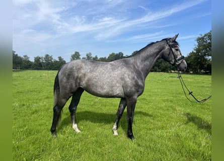 Hannoveraan, Merrie, 4 Jaar, 166 cm, Schimmel