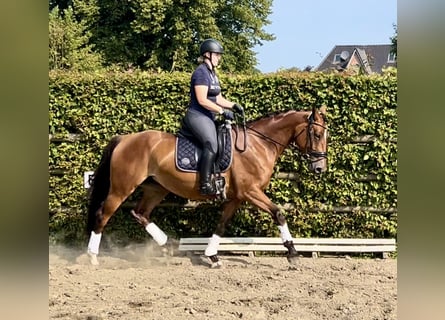 Hannoveraan, Merrie, 4 Jaar, 167 cm, Bruin