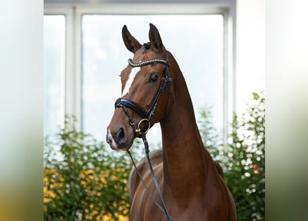 Hannoveraan, Merrie, 4 Jaar, 167 cm, Bruin