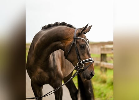 Hannoveraan, Merrie, 4 Jaar, 167 cm, Donkerbruin