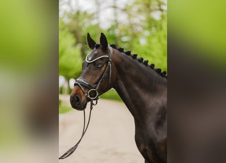 Hannoveraan, Merrie, 4 Jaar, 167 cm, Donkerbruin