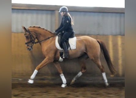 Hannoveraan, Merrie, 4 Jaar, 167 cm, Vos