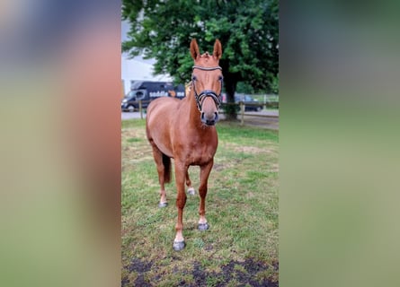 Hannoveraan, Merrie, 4 Jaar, 167 cm, Vos
