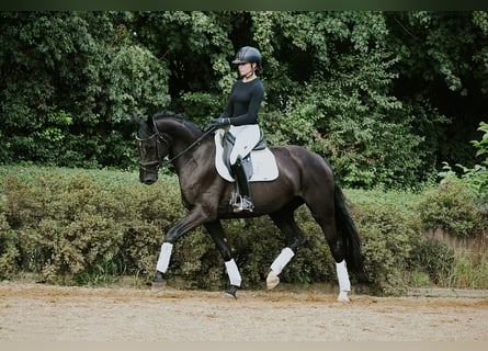 Hannoveraan, Merrie, 4 Jaar, 167 cm, Zwart