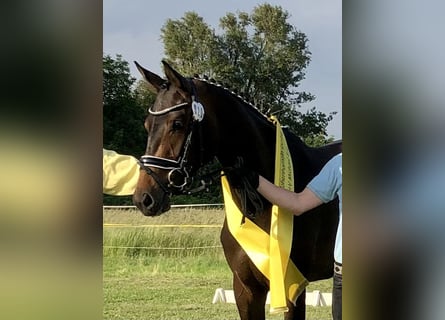 Hannoveraan, Merrie, 4 Jaar, 168 cm, Bruin