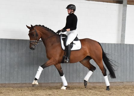 Hannoveraan, Merrie, 4 Jaar, 168 cm, Bruin