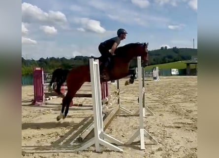 Hannoveraan, Merrie, 4 Jaar, 168 cm, Bruin