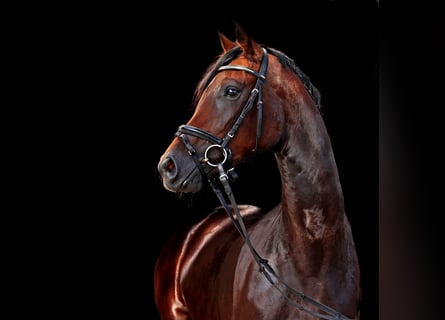 Hannoveraan, Merrie, 4 Jaar, 168 cm, Donkerbruin
