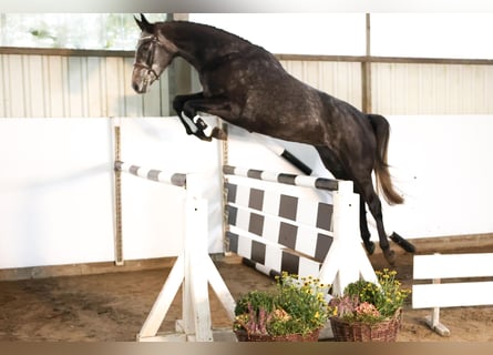 Hannoveraan, Merrie, 4 Jaar, 168 cm, Schimmel