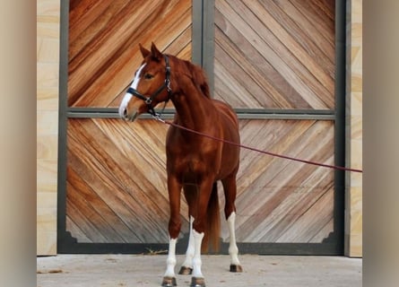 Hannoveraan, Merrie, 4 Jaar, 168 cm, Vos