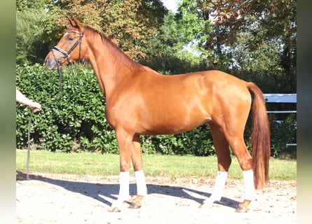 Hannoveraan, Merrie, 4 Jaar, 168 cm, Vos