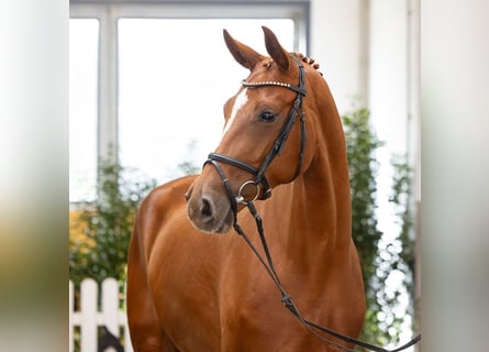 Hannoveraan, Merrie, 4 Jaar, 168 cm, Vos