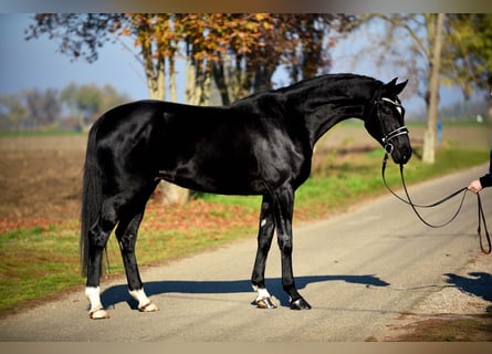 Hannoveraan, Merrie, 4 Jaar, 168 cm, Zwart