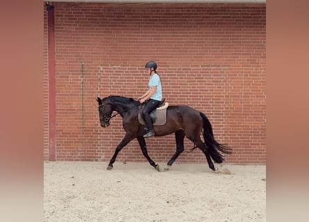 Hannoveraan, Merrie, 4 Jaar, 168 cm, Zwart