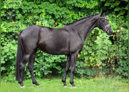 Hannoveraan, Merrie, 4 Jaar, 168 cm, Zwart