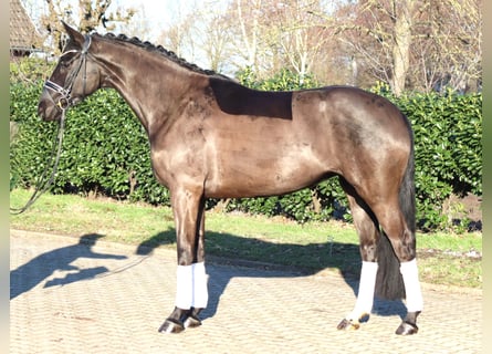 Hannoveraan, Merrie, 4 Jaar, 168 cm, Zwart
