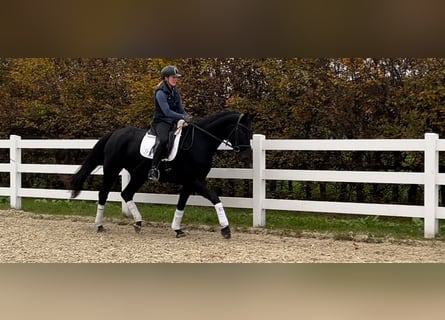 Hannoveraan, Merrie, 4 Jaar, 168 cm, Zwart