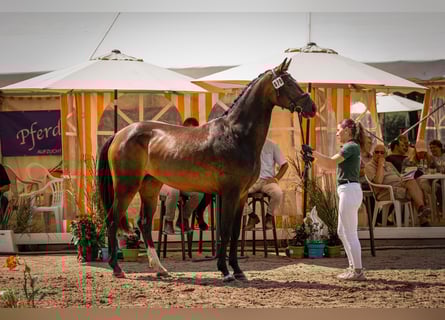 Hannoveraan, Merrie, 4 Jaar, 168 cm, Zwartbruin