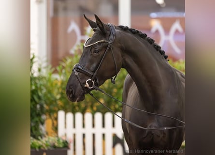 Hannoveraan, Merrie, 4 Jaar, 168 cm, Zwartbruin