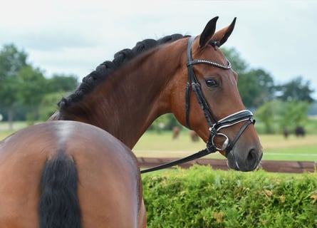 Hannoveraner, Stute, 4 Jahre, 169 cm, Brauner