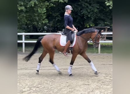 Hannoveraan, Merrie, 4 Jaar, 169 cm, Bruin