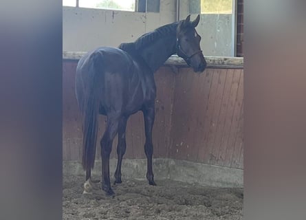 Hannoveraan, Merrie, 4 Jaar, 169 cm, Donkere-vos