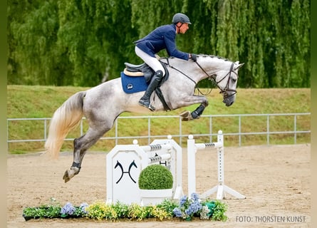 Hannoveraan, Merrie, 4 Jaar, 169 cm, Schimmel