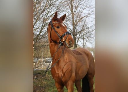 Hannoveraan, Merrie, 4 Jaar, 169 cm, Vos