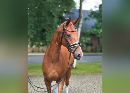 Hannoveraan, Merrie, 4 Jaar, 169 cm, Vos