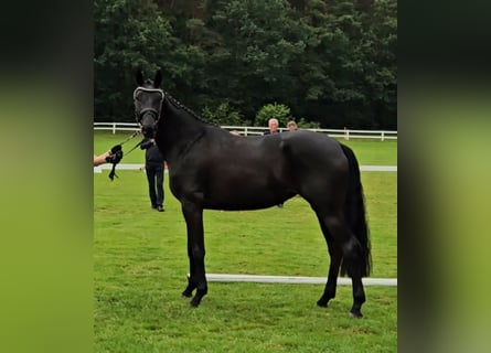 Hannoveraan, Merrie, 4 Jaar, 169 cm, Zwart