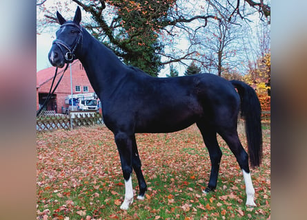 Hannoveraan, Merrie, 4 Jaar, 169 cm, Zwart