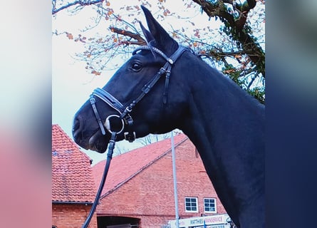 Hannoveraan, Merrie, 4 Jaar, 169 cm, Zwart