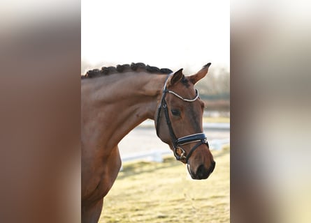 Hannoveraan, Merrie, 4 Jaar, 170 cm, Bruin