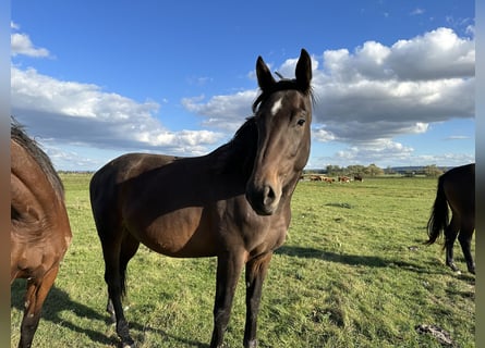 Hannoveraan, Merrie, 4 Jaar, 170 cm, Bruin